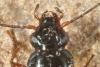 Bembidion decorum